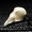Quail skull, marble