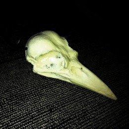 Crow skull pendant, glow in the dark