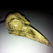 Crow Skull resin